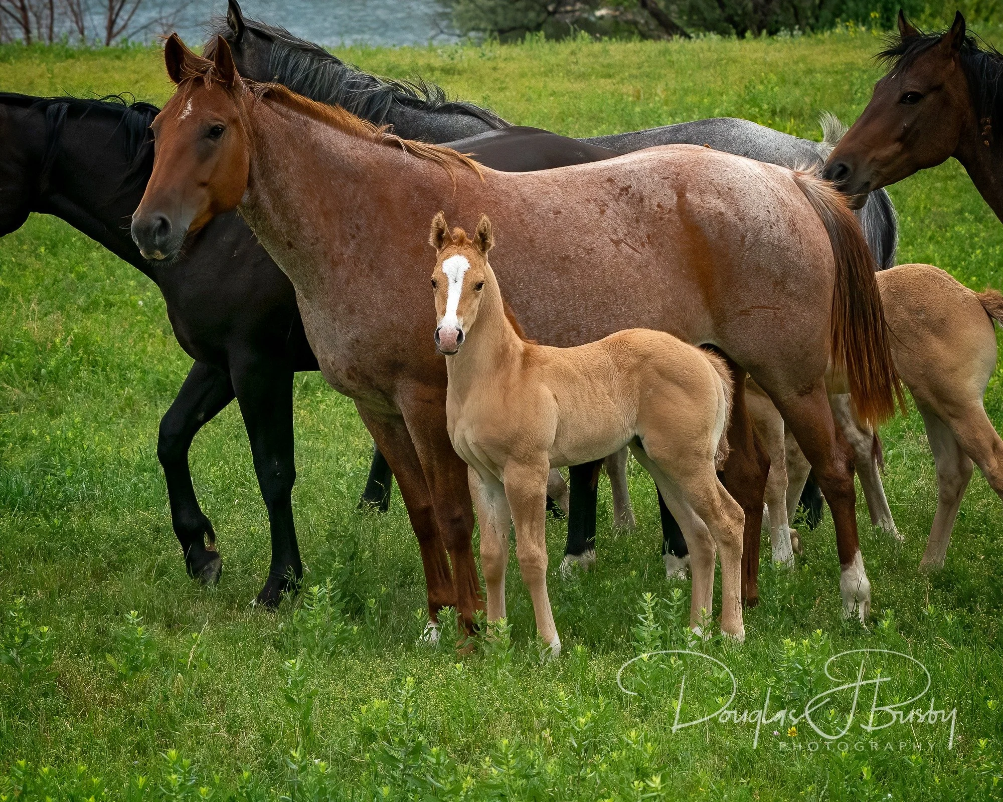 Services 1 — Lauing Ranch Quarter Horses